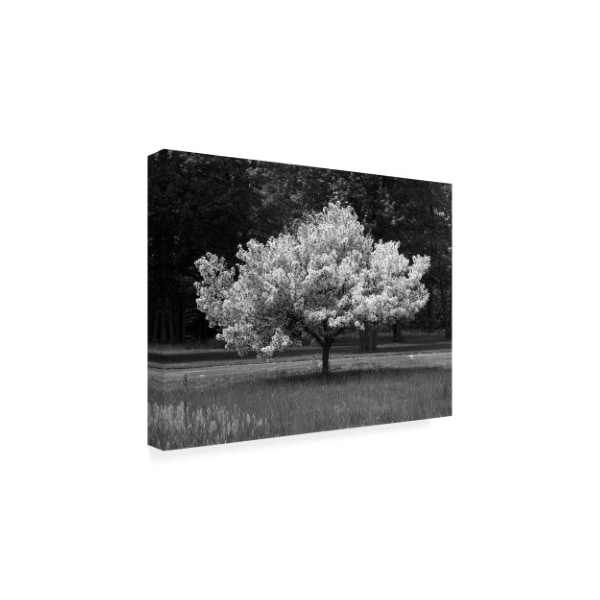 Monte Nagler 'Cherry Blossom Michigan' Canvas Art,24x32